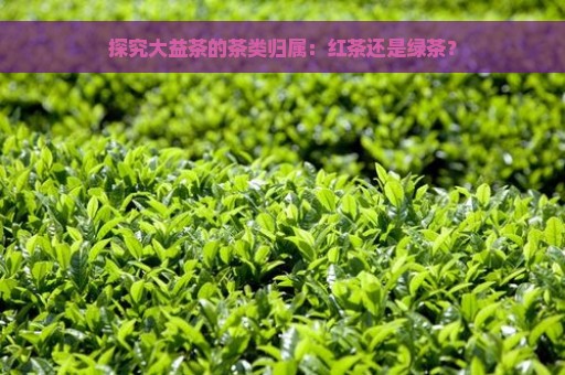 探究大益茶的茶类归属：红茶还是绿茶？