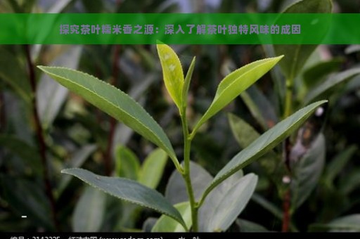 探究茶叶糯米香之源：深入了解茶叶独特风味的成因