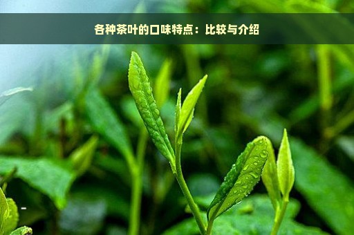 各种茶叶的口味特点：比较与介绍