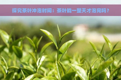 探究茶叶冲泡时间：茶叶能一整天才泡完吗？