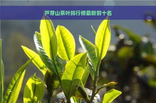 芦芽山茶叶排行榜最新前十名