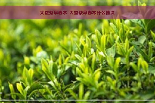 大益茶早春木-大益茶早春木什么档次