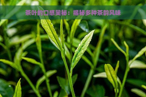 茶叶的口感奥秘：揭秘多种茶韵风味