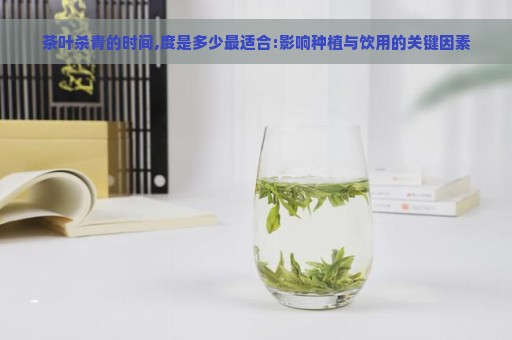 茶叶杀青的时间,度是多少最适合:影响种植与饮用的关键因素