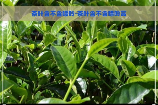 茶叶含不含嘌呤-茶叶含不含嘌呤高