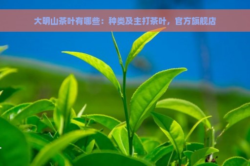 大明山茶叶有哪些：种类及主打茶叶，官方旗舰店