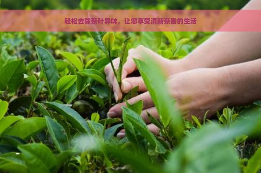 轻松去除茶叶异味，让您享受清新茶香的生活