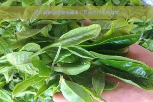 深入解析茶叶专业知识：品茗的艺术与科学