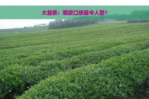 大益茶：哪款口感最令人醉？