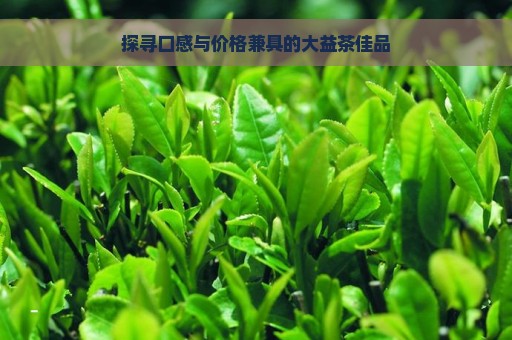 探寻口感与价格兼具的大益茶佳品