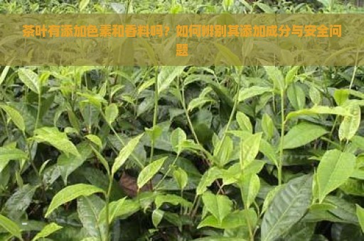 茶叶有添加色素和香料吗？如何辨别其添加成分与安全问题