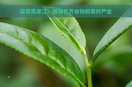 探索黑龙江：揭秘北方省份的茶叶产业