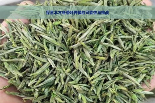 探索北方冬茶叶种植的可能性与挑战