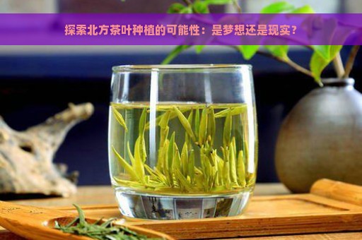 探索北方茶叶种植的可能性：是梦想还是现实？