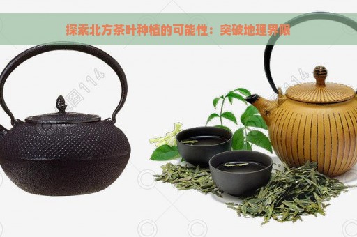 探索北方茶叶种植的可能性：突破地理界限