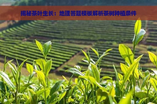 揭秘茶叶生长：地理答题模板解析茶树种植条件