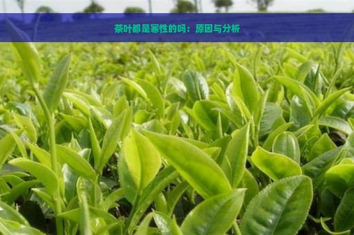 茶叶都是寒性的吗：原因与分析