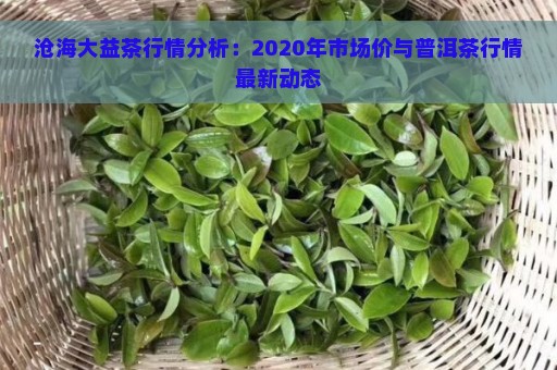 沧海大益茶行情分析：2020年市场价与普洱茶行情最新动态