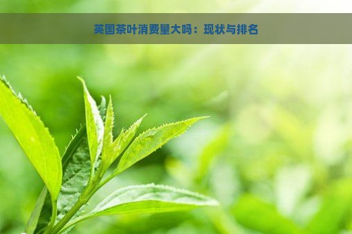 英国茶叶消费量大吗：现状与排名