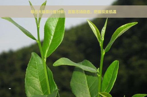 每日大益茶行情分析：洞察市场动态，把握投资机遇