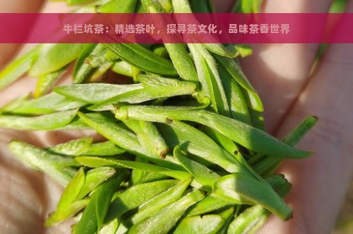 牛栏坑茶：精选茶叶，探寻茶文化，品味茶香世界