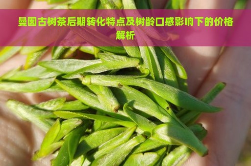 曼囡古树茶后期转化特点及树龄口感影响下的价格解析