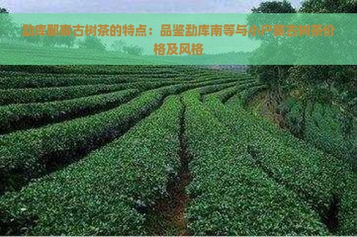 勐库那赛古树茶的特点：品鉴勐库南等与小户赛古树茶价格及风格