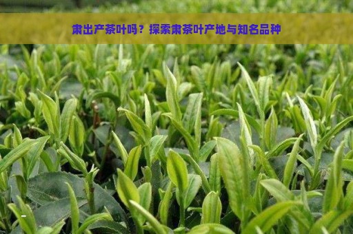 肃出产茶叶吗？探索肃茶叶产地与知名品种