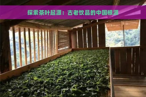 探索茶叶起源：古老饮品的中国根源