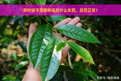 茶叶袋子里面有毛是什么东西，是否正常？