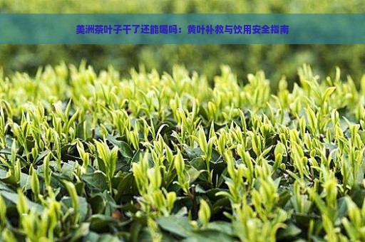 美洲茶叶子干了还能喝吗：黄叶补救与饮用安全指南