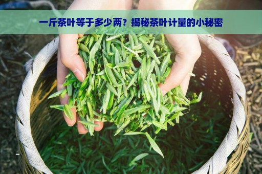 一斤茶叶等于多少两？揭秘茶叶计量的小秘密