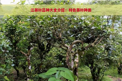 江茶叶品种大全介绍：特色茶叶种类