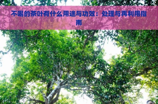 不喝的茶叶有什么用途与功效：处理与再利用指南