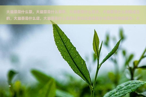 大益茶是什么茶，大益茶是什么意思，大益茶是什么档次，大益茶是什么时候成立的，大益茶是什么店，大益茶是什么茶是红茶吗这些标题合并后的完整标题为：大益茶是什么茶，什么意思，什么档次，何时成立，何店，是红茶吗？