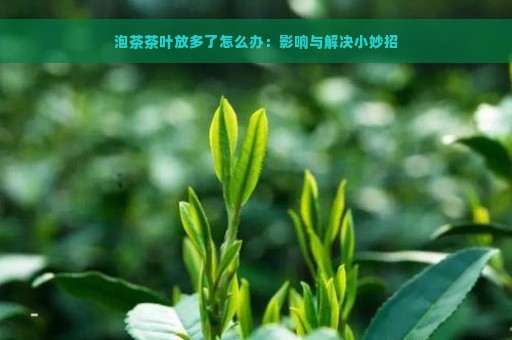 泡茶茶叶放多了怎么办：影响与解决小妙招