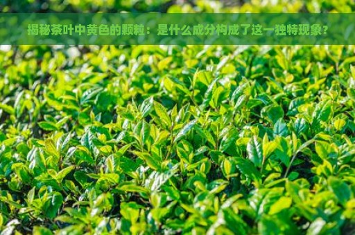 揭秘茶叶中黄色的颗粒：是什么成分构成了这一独特现象？