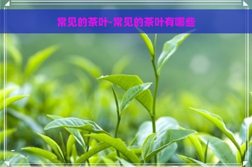 常见的茶叶-常见的茶叶有哪些