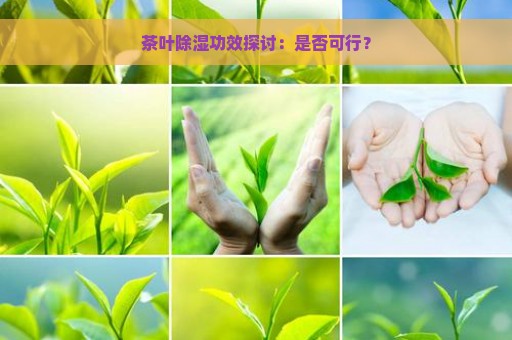 茶叶除湿功效探讨：是否可行？