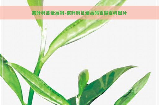 茶叶钙含量高吗-茶叶钙含量高吗百度百科图片