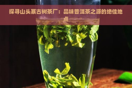 探寻山头寨古树茶厂：品味普洱茶之源的绝佳地点