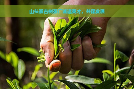 山头寨古树茶厂诚邀英才，共谋发展