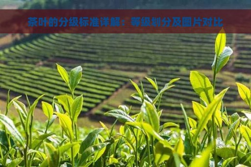 茶叶的分级标准详解：等级划分及图片对比