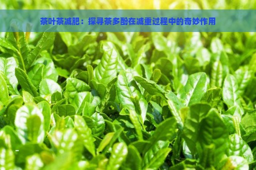 茶叶茶减肥：探寻茶多酚在减重过程中的奇妙作用