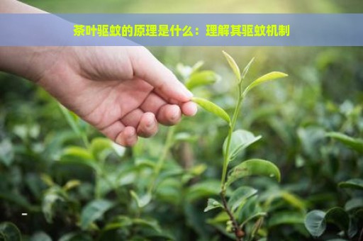 茶叶驱蚊的原理是什么：理解其驱蚊机制