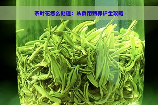 茶叶花怎么处理：从食用到养护全攻略