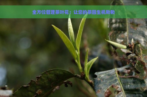 全方位管理茶叶花：让您的茶园生机勃勃