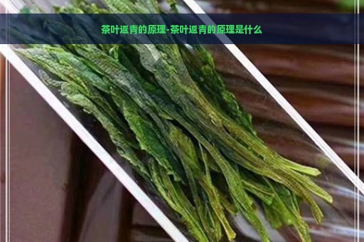 茶叶返青的原理-茶叶返青的原理是什么