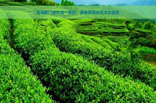 探寻厦门茶叶店一条街：茶香弥漫的历文化街区