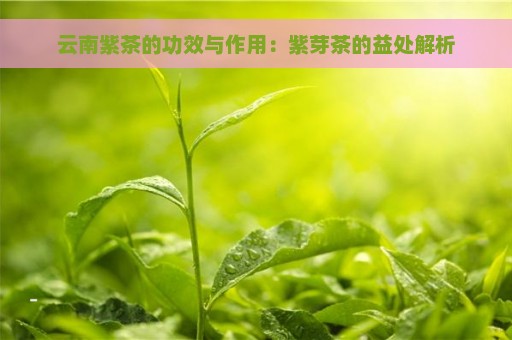 云南紫茶的功效与作用：紫芽茶的益处解析